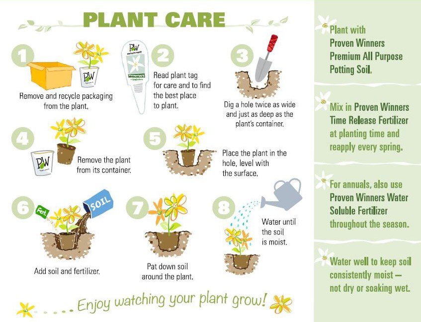 1 Gal. Queen of Hearts (Brunnera) Live Plant， Silver Foliage