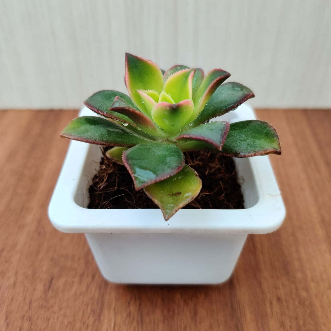 Aeonium Kiwi Small Succulent Plant