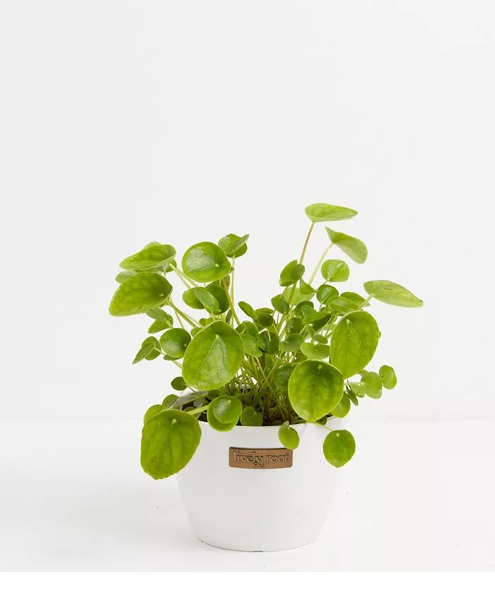 Lively Root Chinese Money Pile Peperomioides Live Plant， 6