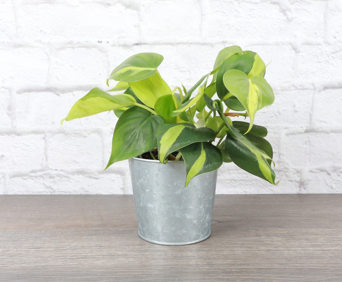 Live Brazil Philodendron Plant - 4