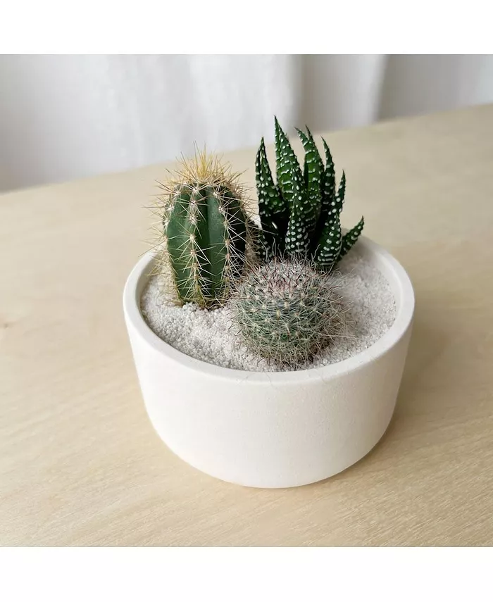 Tierra Sol Studio Friends Forever Cactus Trio Kit