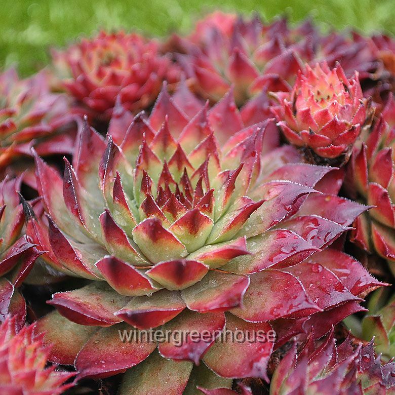 Sempervivum， Montfort， Hen And Chicks - Pot Size: 3