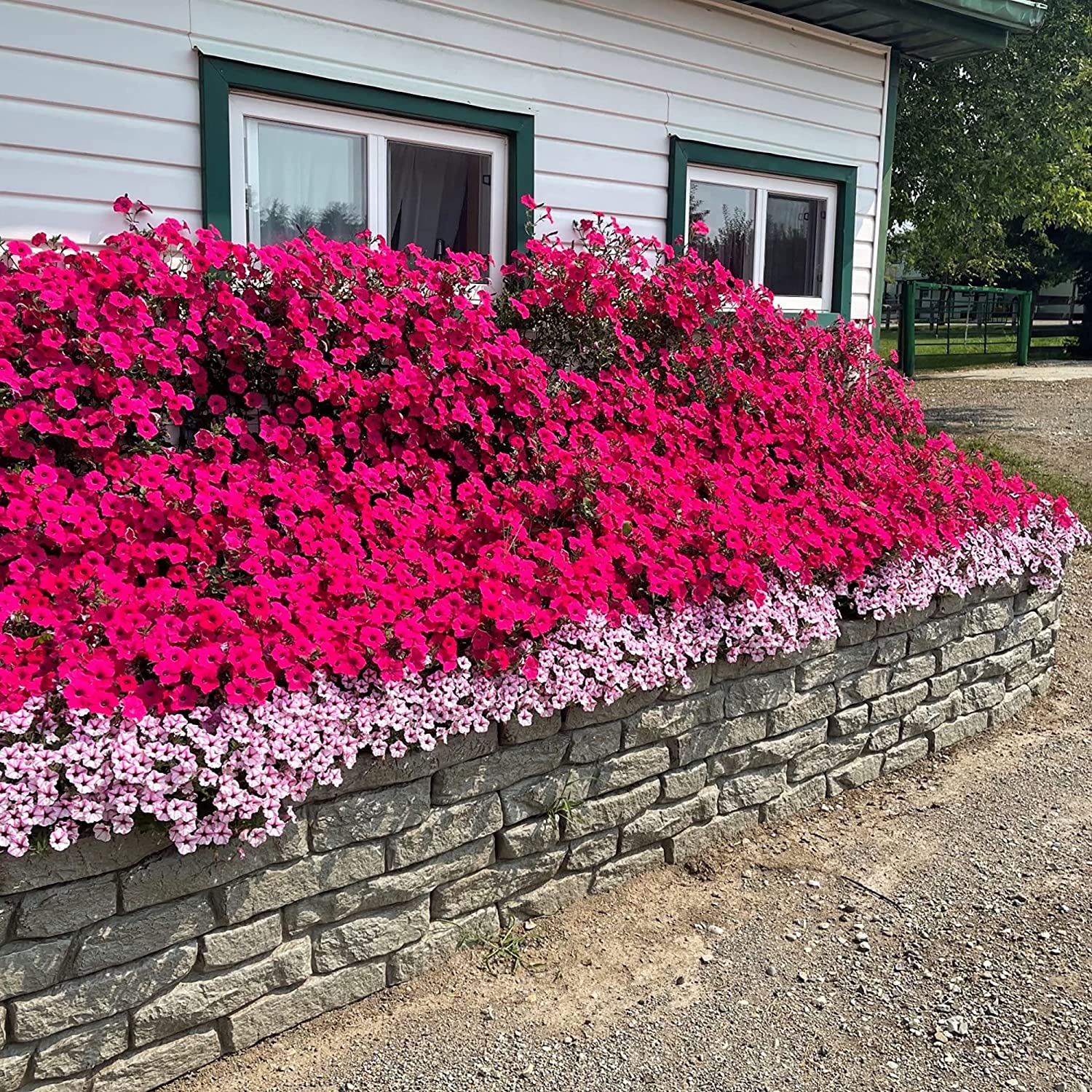 RTS Companies US Inc 5506-000600-00-81 Rock Lock Residential Pack - 4 straights with 4 spikes 18''