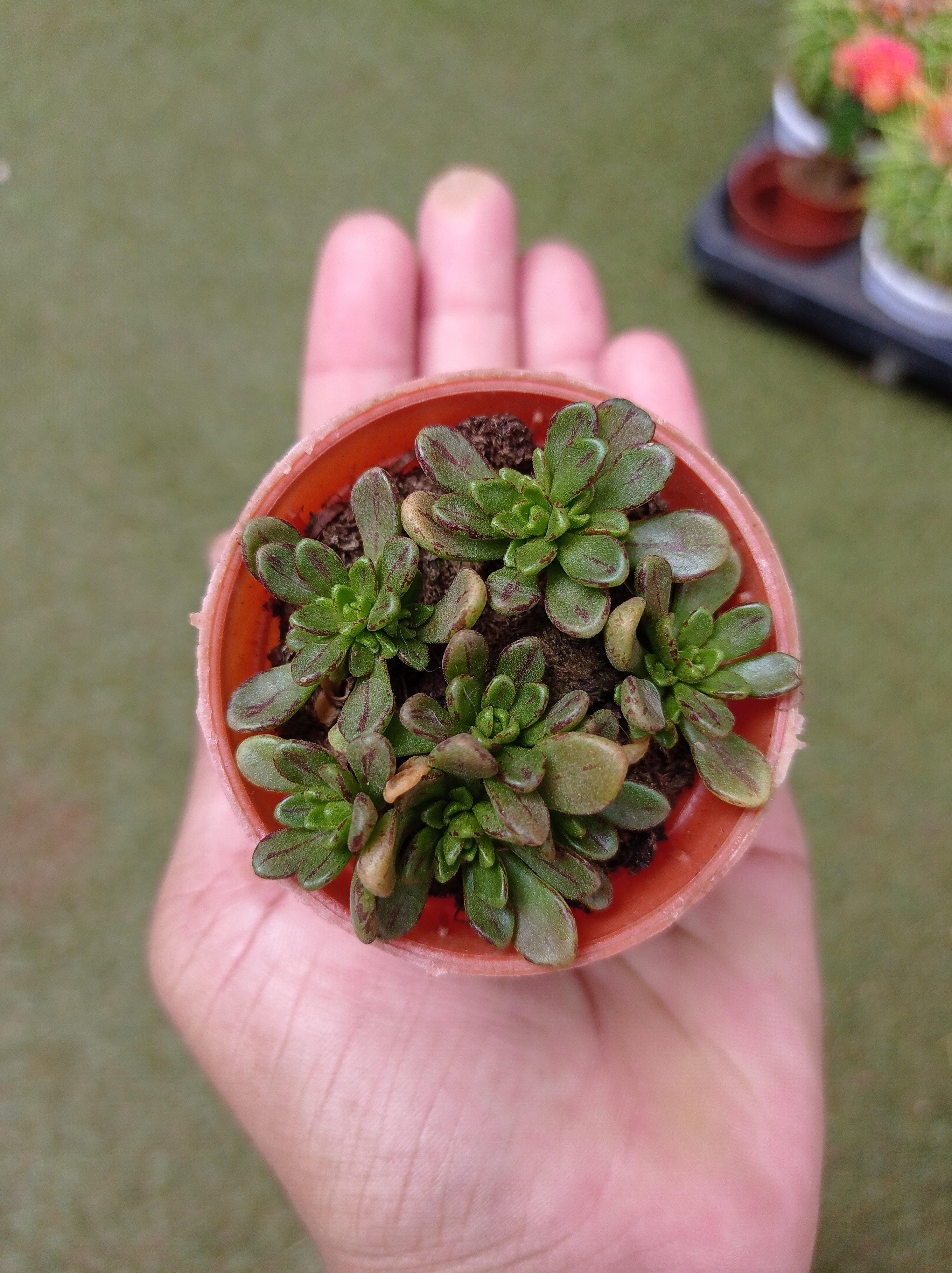 Aeonium Sedifolium Small Succulent Plant