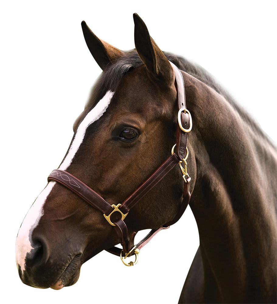 Henri De Rivel Pro Fancy Padded Rolled Throat Triple Stitched Halter