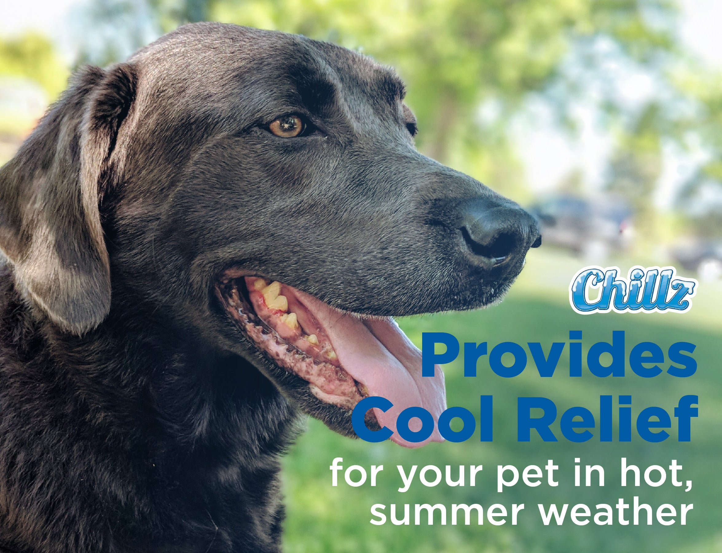 CHILLZ Pressure Activated Cooling Pad for Dogs， Large - Blue， 36 x 20 inches