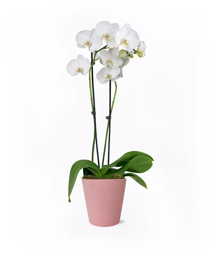 BloomsyBox Paris in Pink Live Plant