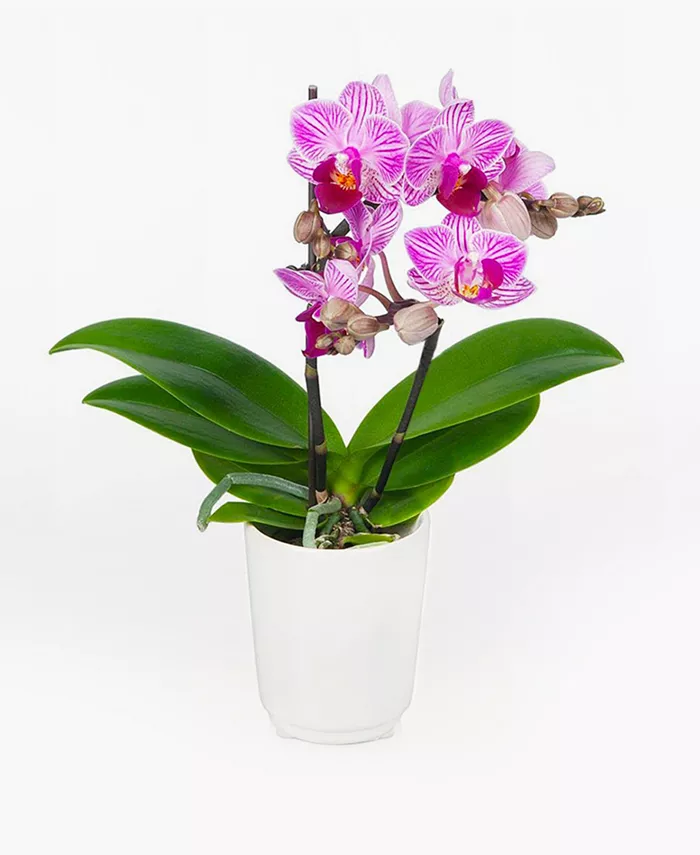 BloomsyBox Cape Town Orchid Live Plant