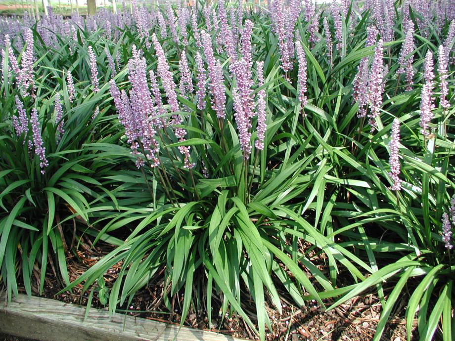 Classy Groundcovers - Lily Turf 'Ingwersen' Lilyturf， Border Grass， Monkey Grass {54 Pots - 2 1/2 inch Square}