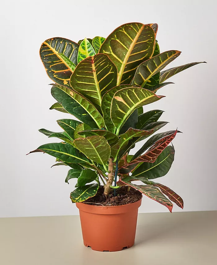 House Plant Shop Croton Petra 'Joseph's Coat' Live Plant， 6
