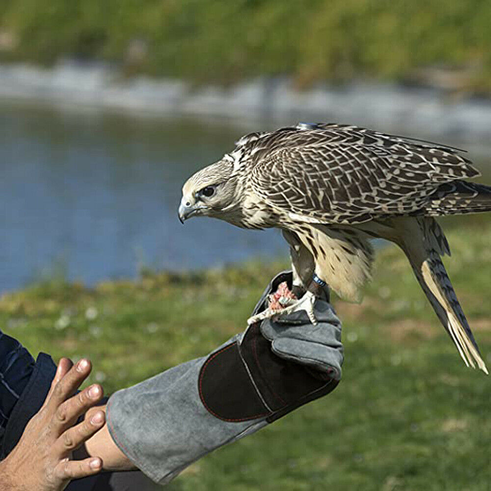 Animal Handling Gloves Bite Proof,iClover Best Bite Resistant Gloves to Prevent Animal Bites - Ideal Bite Proof Gloves For Training Cats, Dogs, Birds and Reptiles