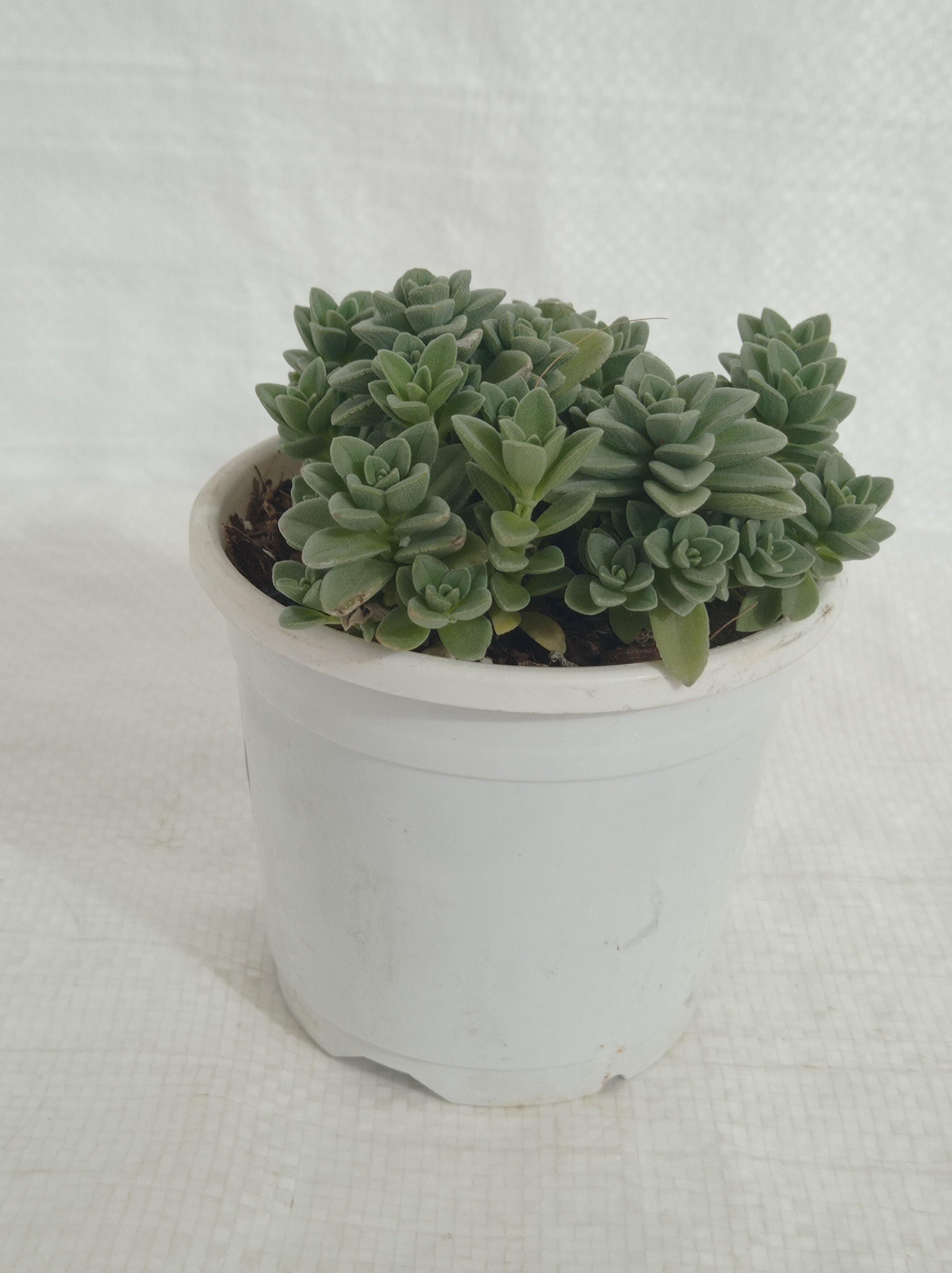 Coleus Coerulescens  Succulent Plant