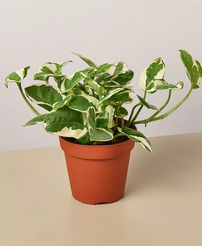 House Plant Shop Pothos 'N'Joy' Live Plant， 4