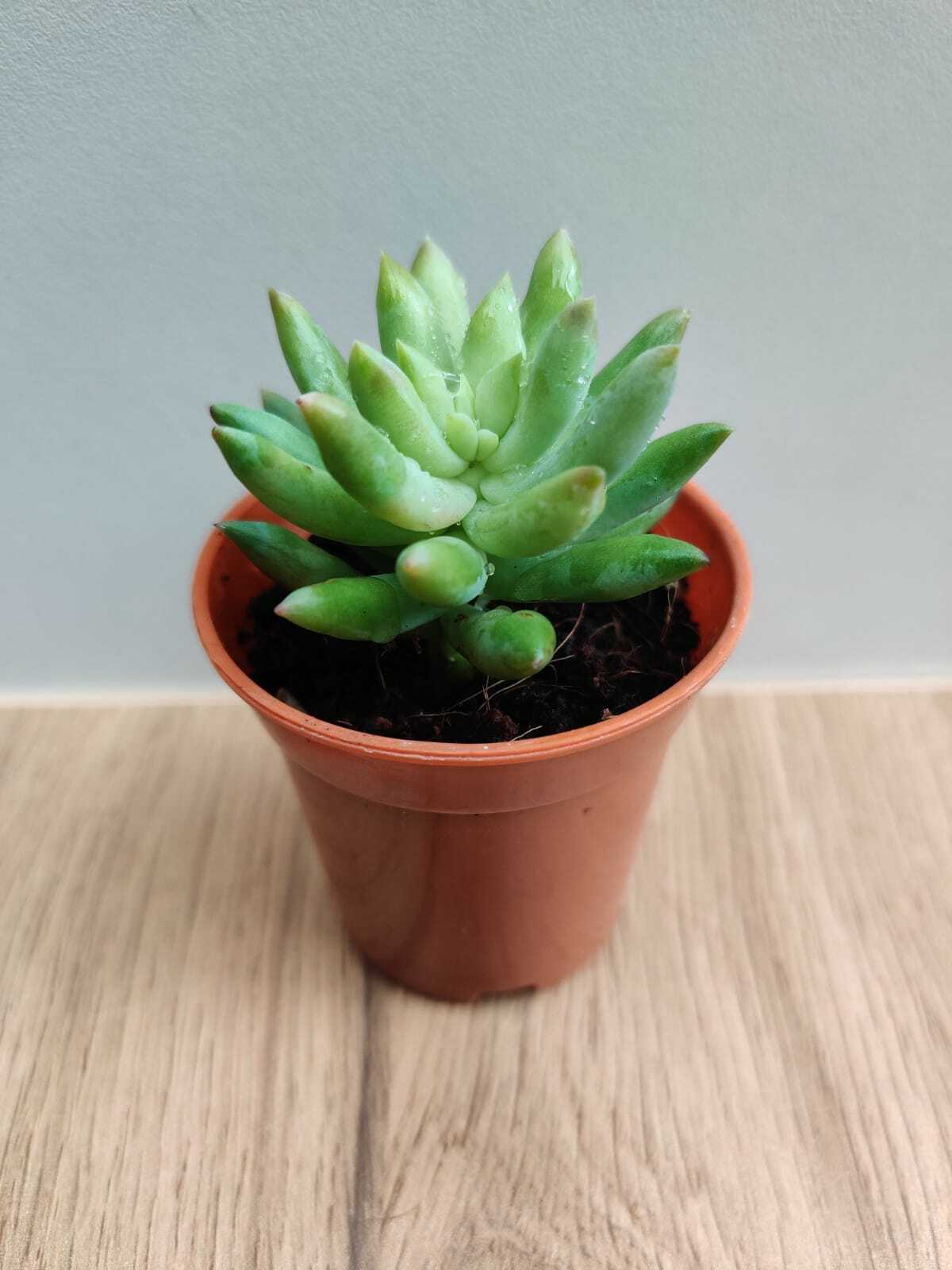 Sedeveria 'Harry Butterfield' (Super Donkey Tail) Small Succulent Plan