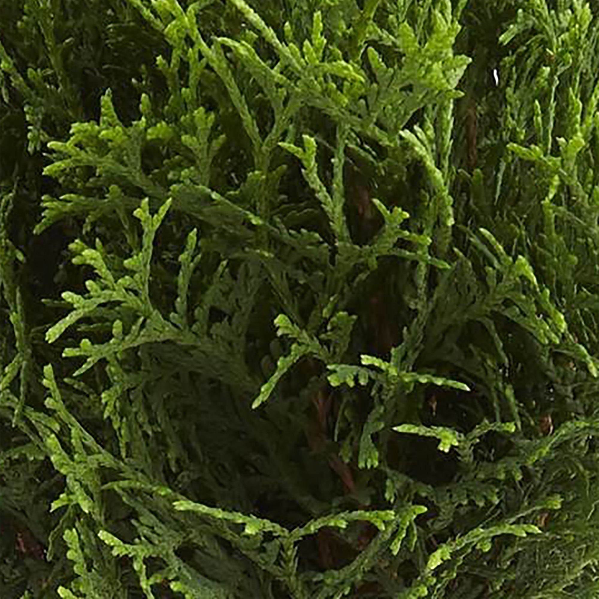 First Editions 2G Arborvitae Planet Earth Live Shrub