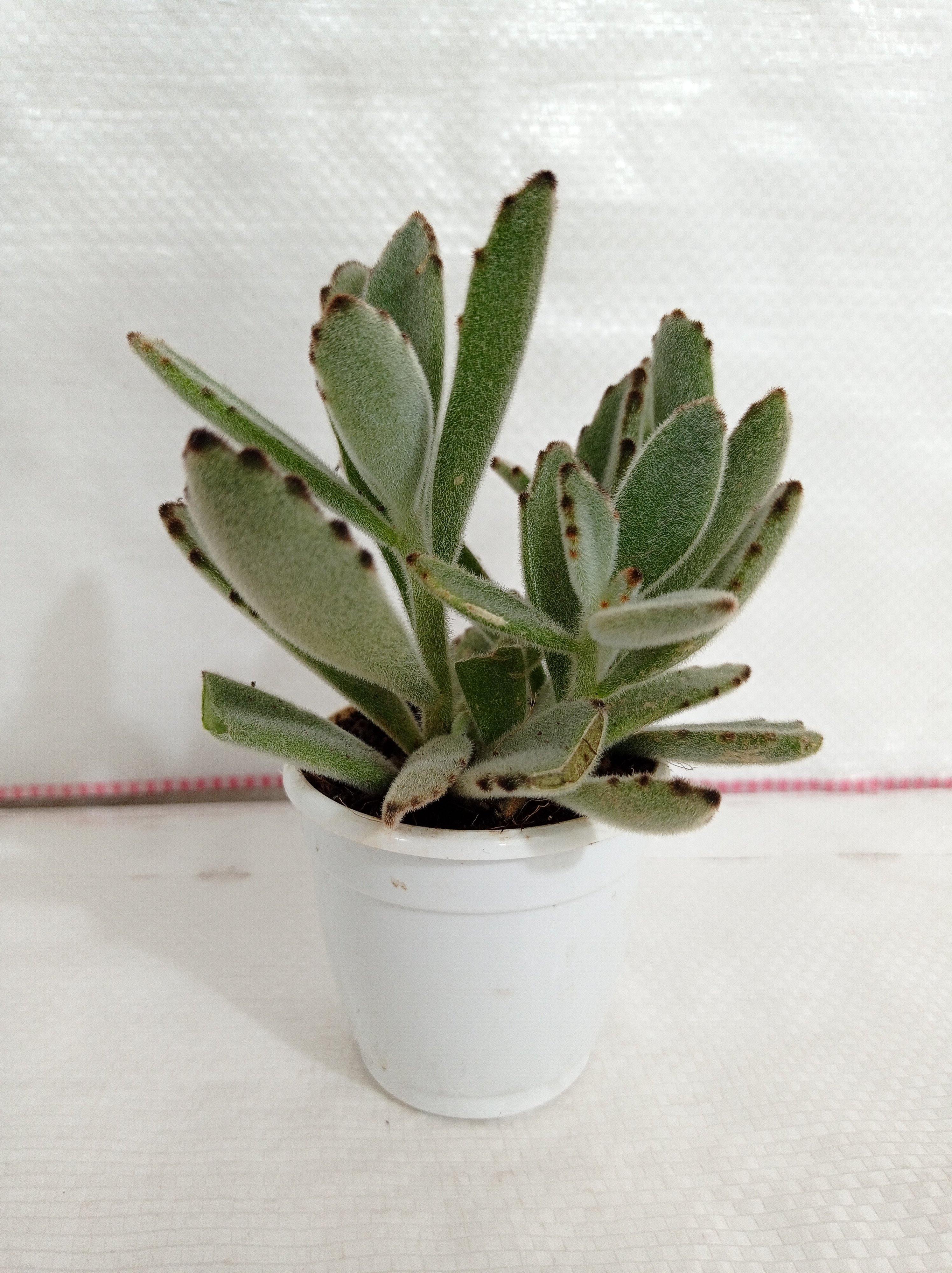 Kalanchoe Tomentosa Gray (Panda Plant, Pussy Ears) Succulent Plant