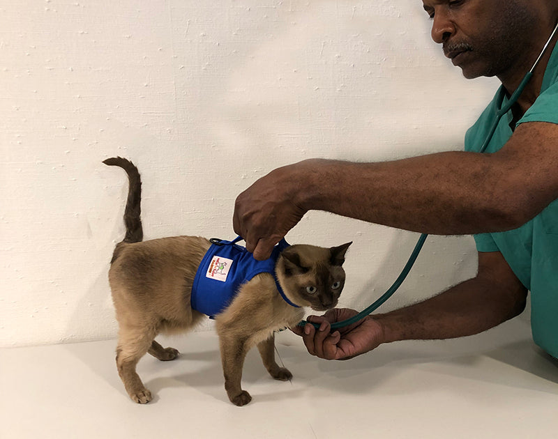 Hold M Tight - Airline Travel Leash and Harness - BLUE - LG/XL