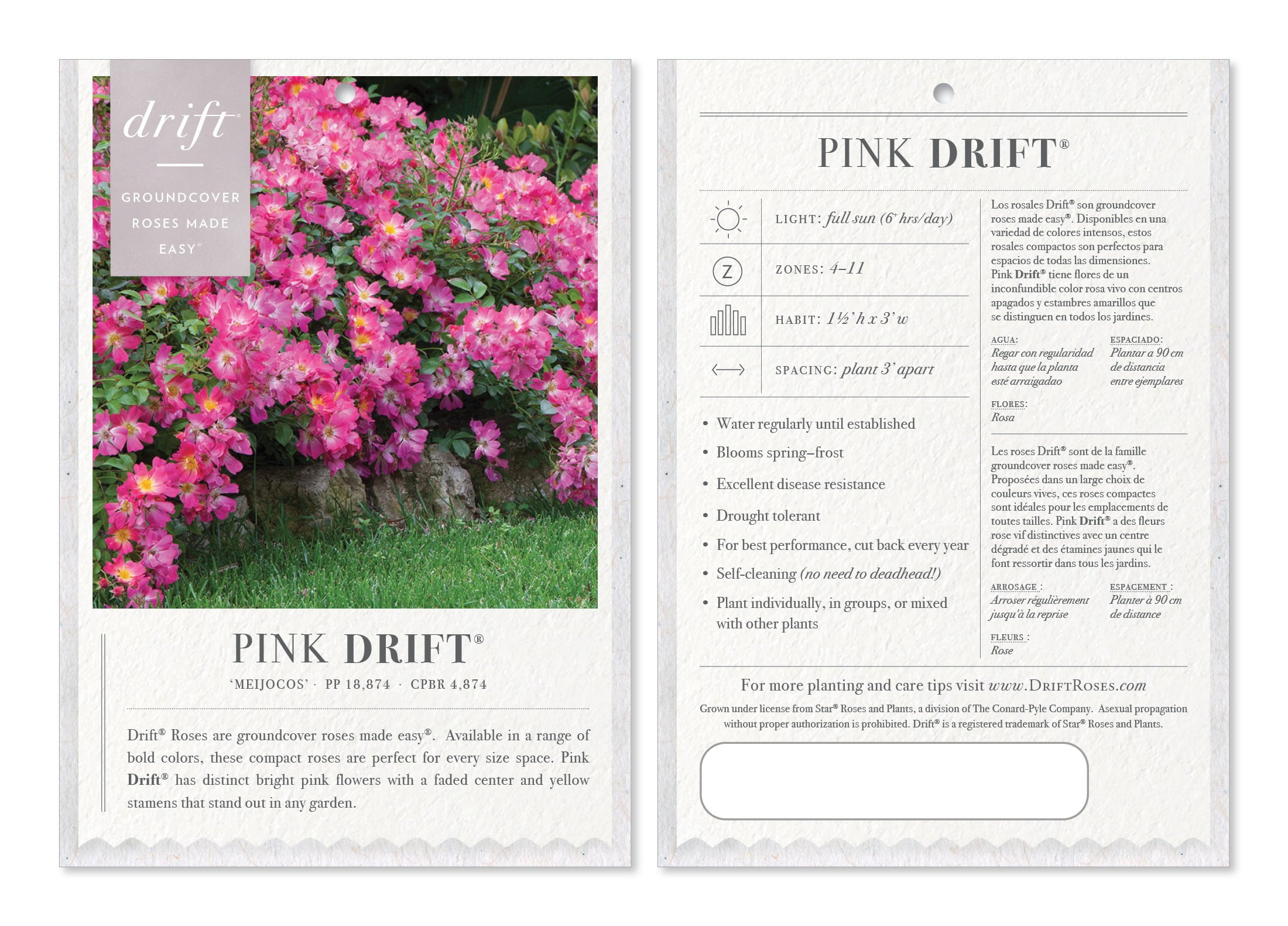 Drift Pink Rose Live Shrub (2 Gallon)