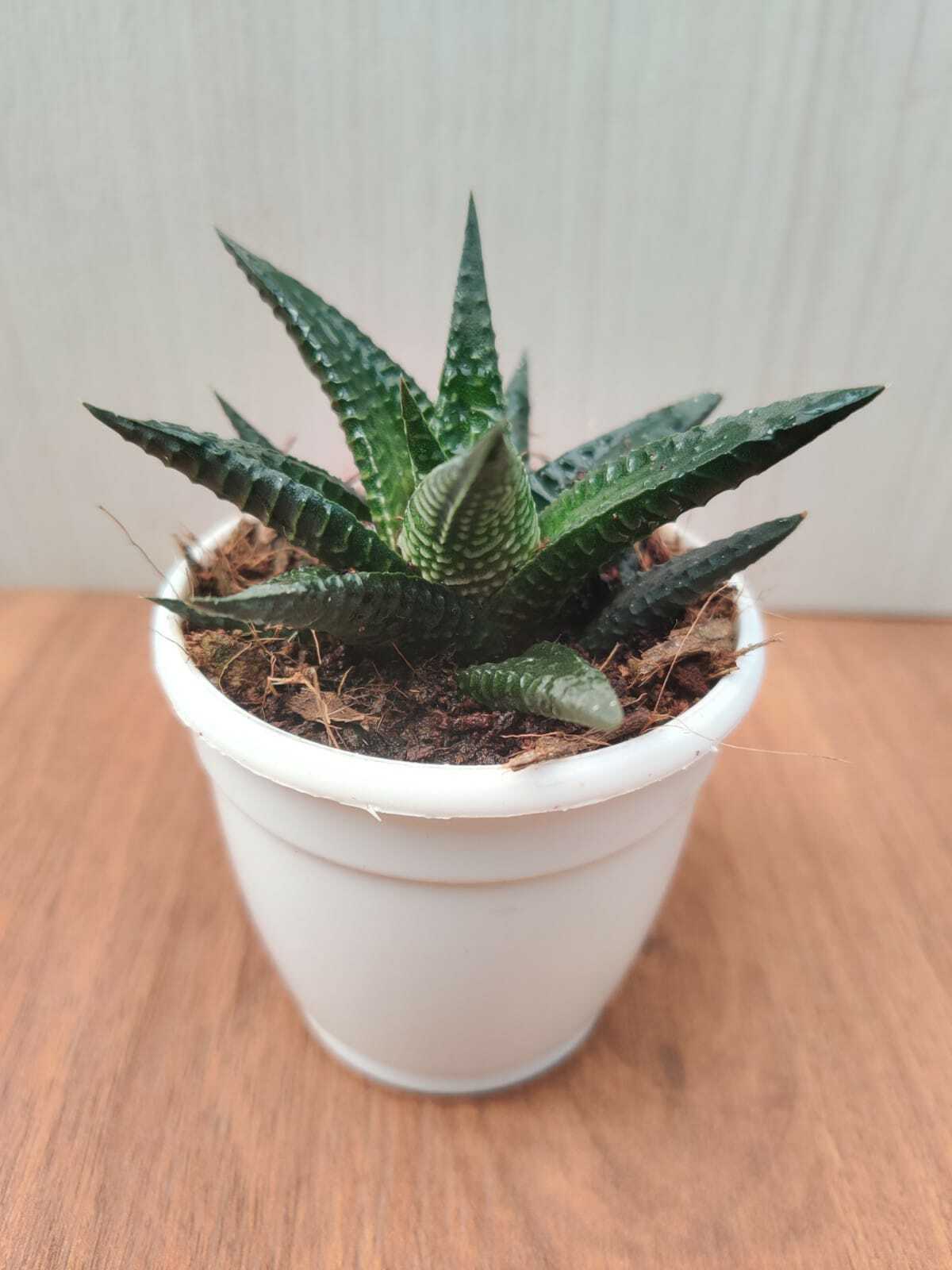 Haworthia limifolia Succulent Plant