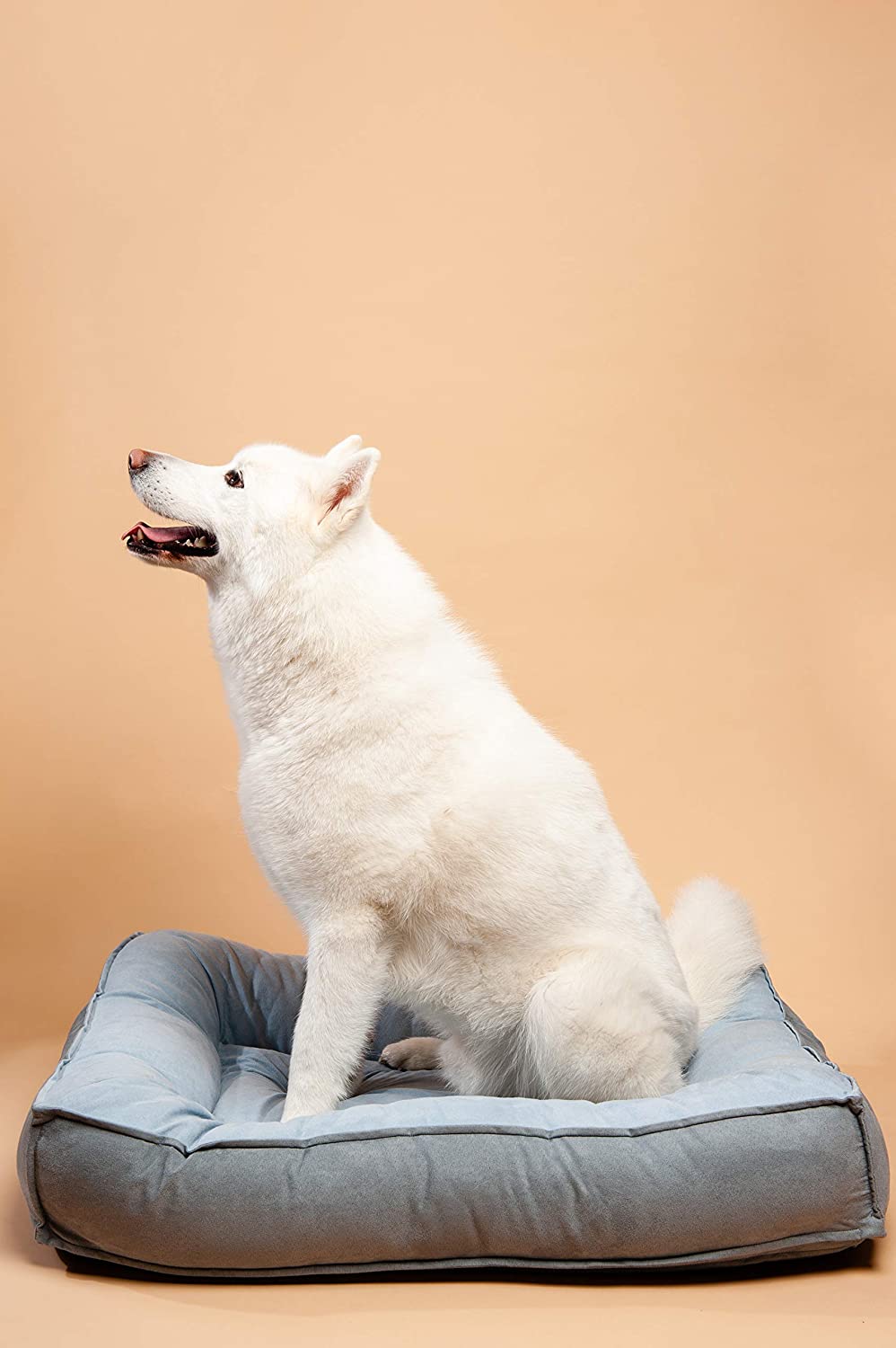 Large Comfy Classic Orthopedic Dog Bed with Ultra Soft Bolster and Memory Foam