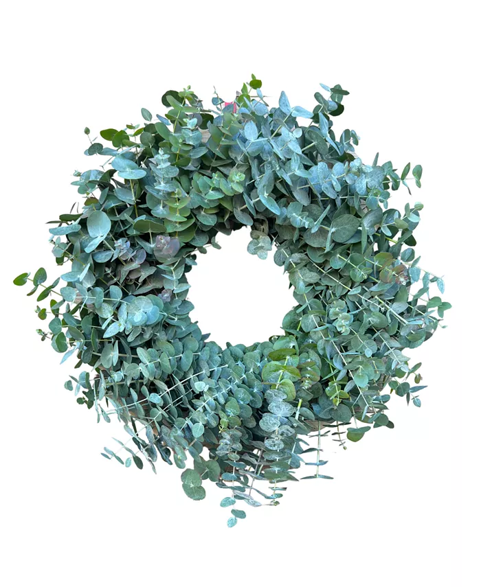 GreenishBlu Fresh Real True Blue Eucalyptus Spring Wreath