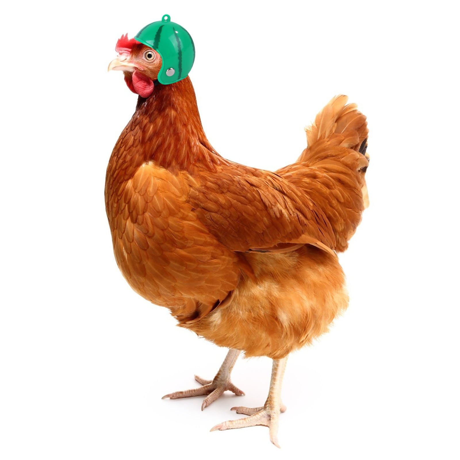 WANYNG Chick Bird Chicken Cap Protection Head Pecking Protection Pet accessories