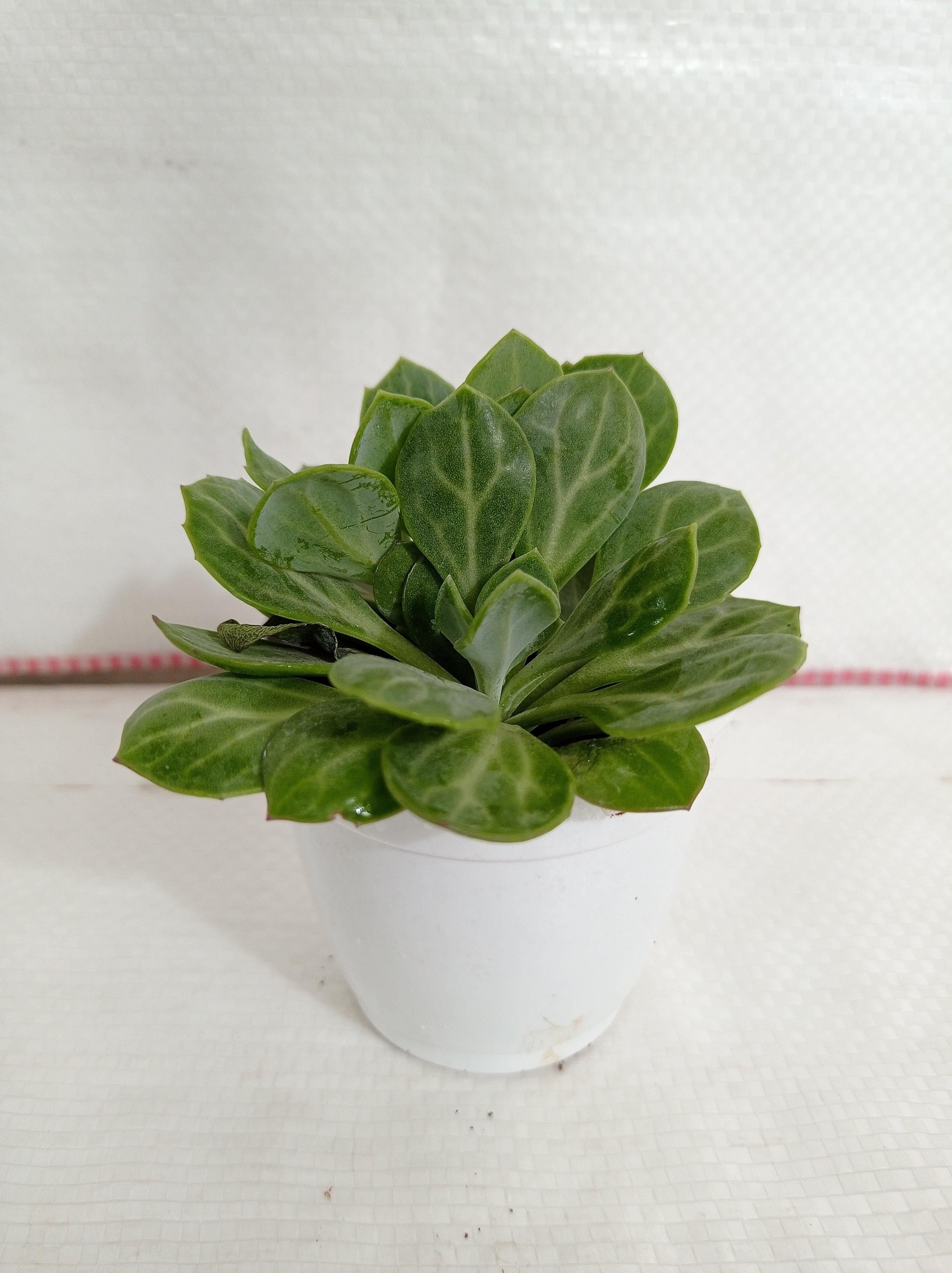 Senecio Obovatus Succulent Plant