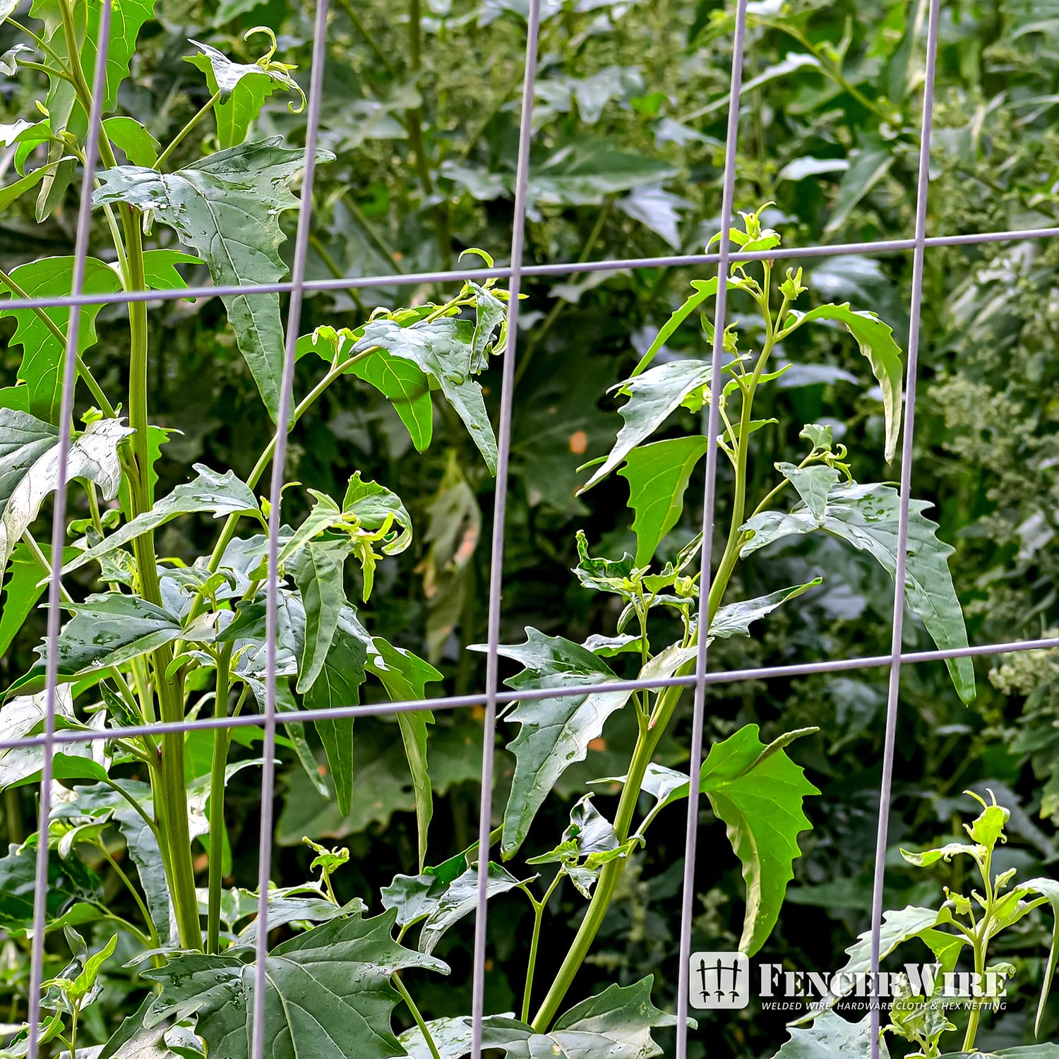 Fencer Wire 14 Gauge Galvanized Welded Wire Fence, 2" x 4" Mesh Opening for Vegetables, Garden Fruits & Animals Enclosure