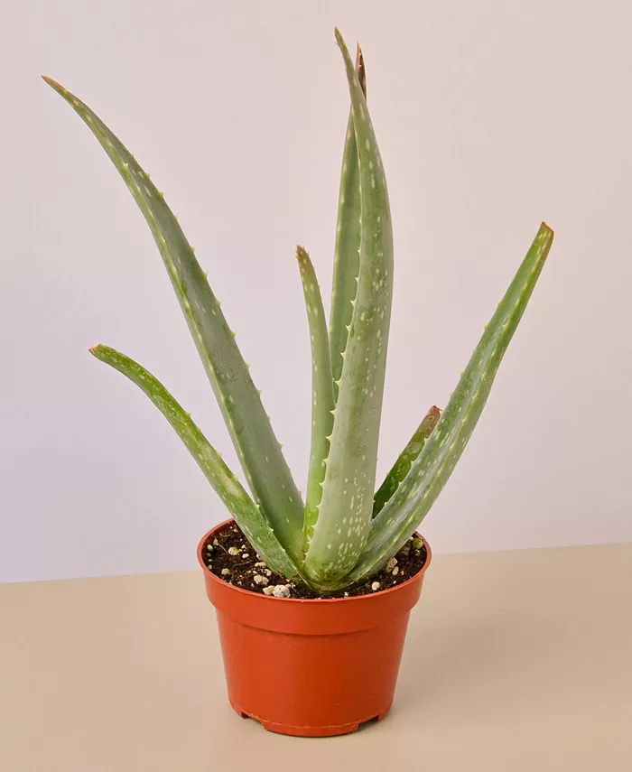 House Plant Shop Aloe Vera Live Succulent， 4