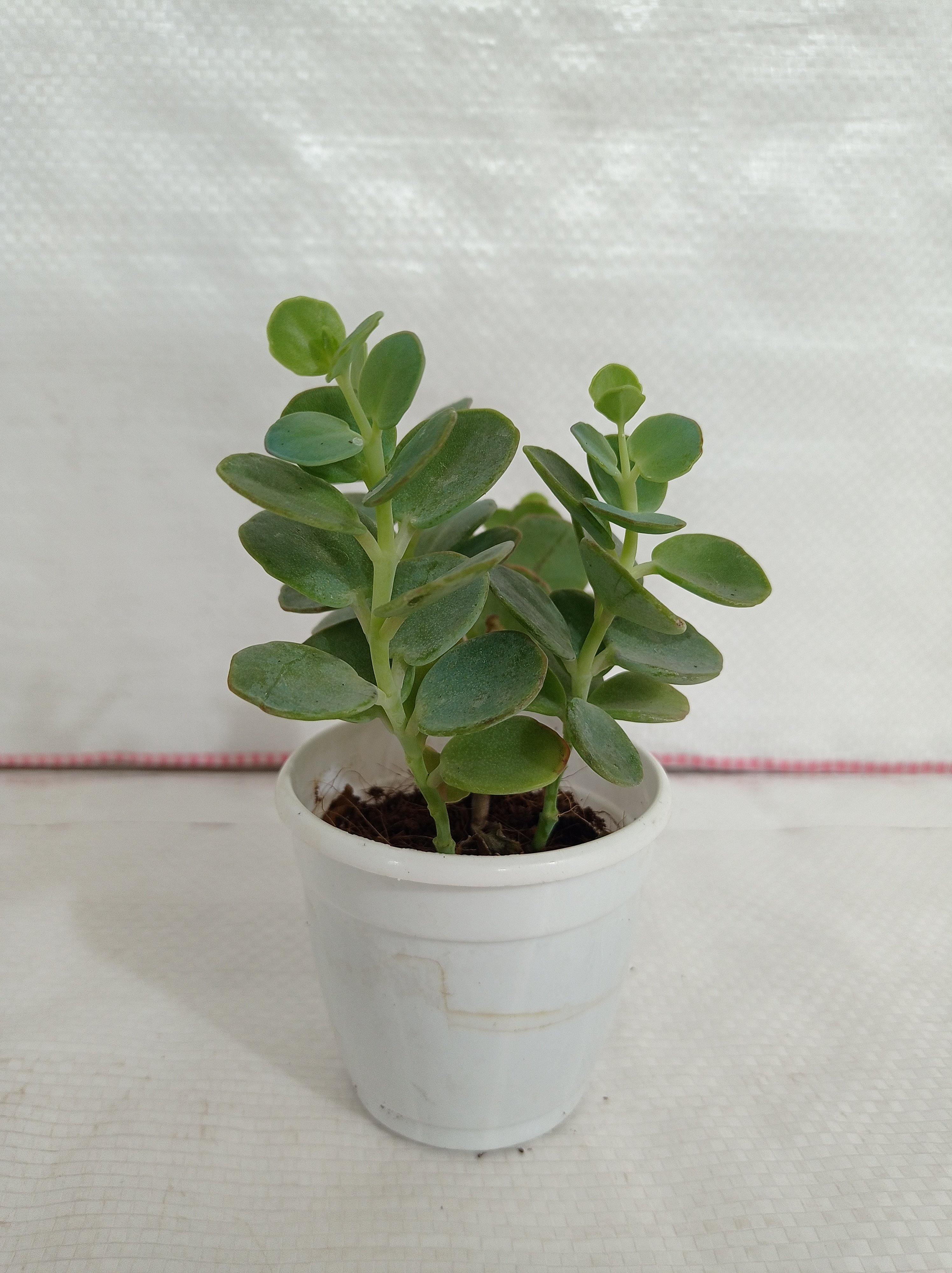 Kalanchoe Marnieriana Succulent Plant