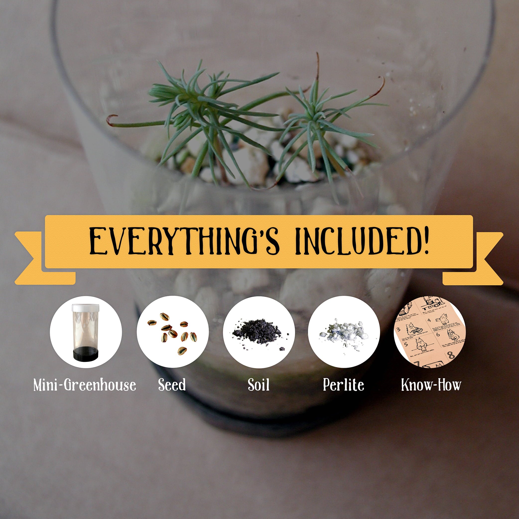 Living Christmas Tree | Seed Grow Kit | The Jonsteen Company