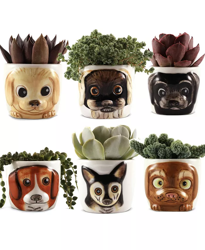 Window Garden Cat Planter Pot - 6 Mini Succulent Kitty Pots - Cute Flower Pots for Indoor Plants - Cat Decor Vase for Cactus， Herb - Cat， Cat Owner Gi