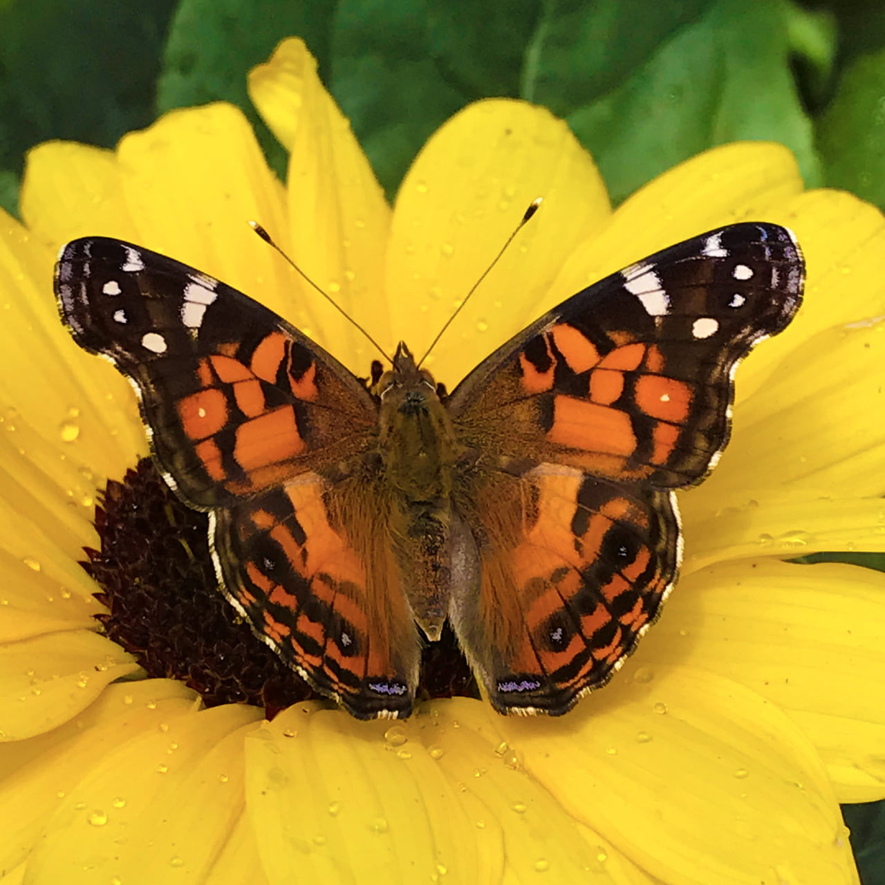 Sunfinity® 1.5G Yellow Sunflower Live Plant Annual with Grower Pot