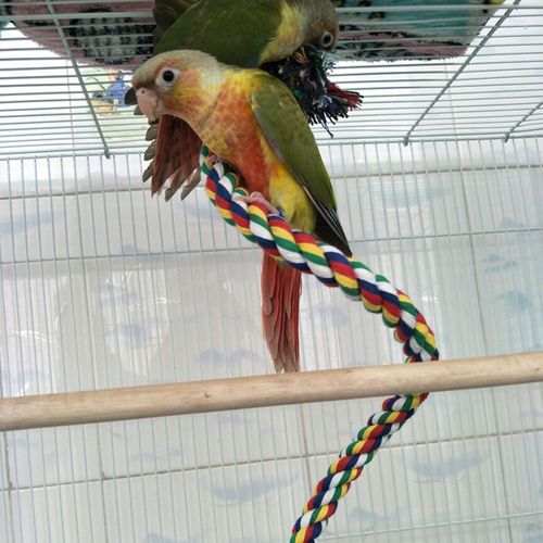 AkoaDa Bird Parrot Perch Cage Swing Rope Climbing Bite Chew Toy Rope Bungee Climbing Ropes，Swing Toys，Spiral Standing Toys