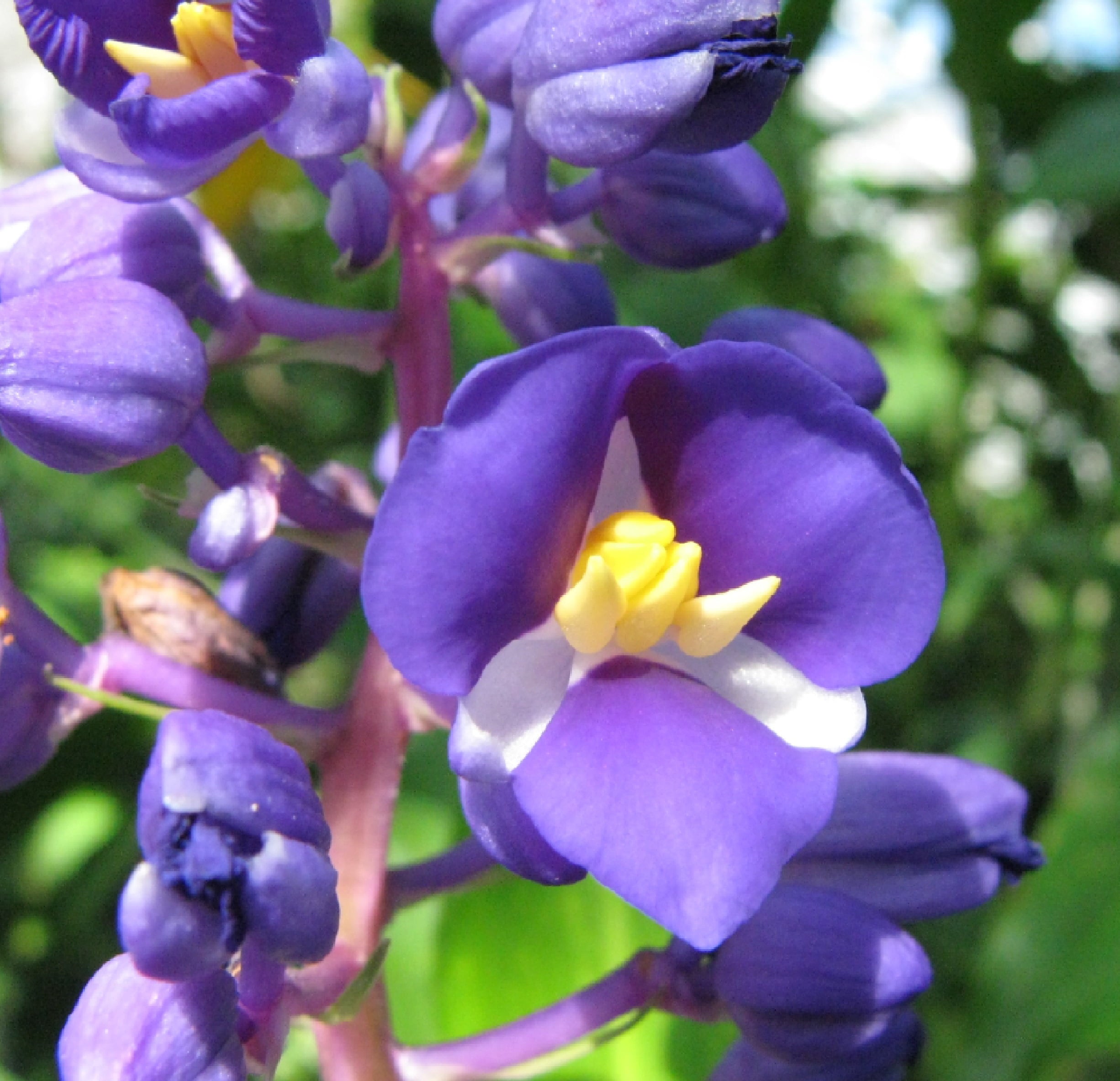 Blue Live Dichorisandra Thyrsiflora Ginger Plant Root 1 Pk Partial Sun