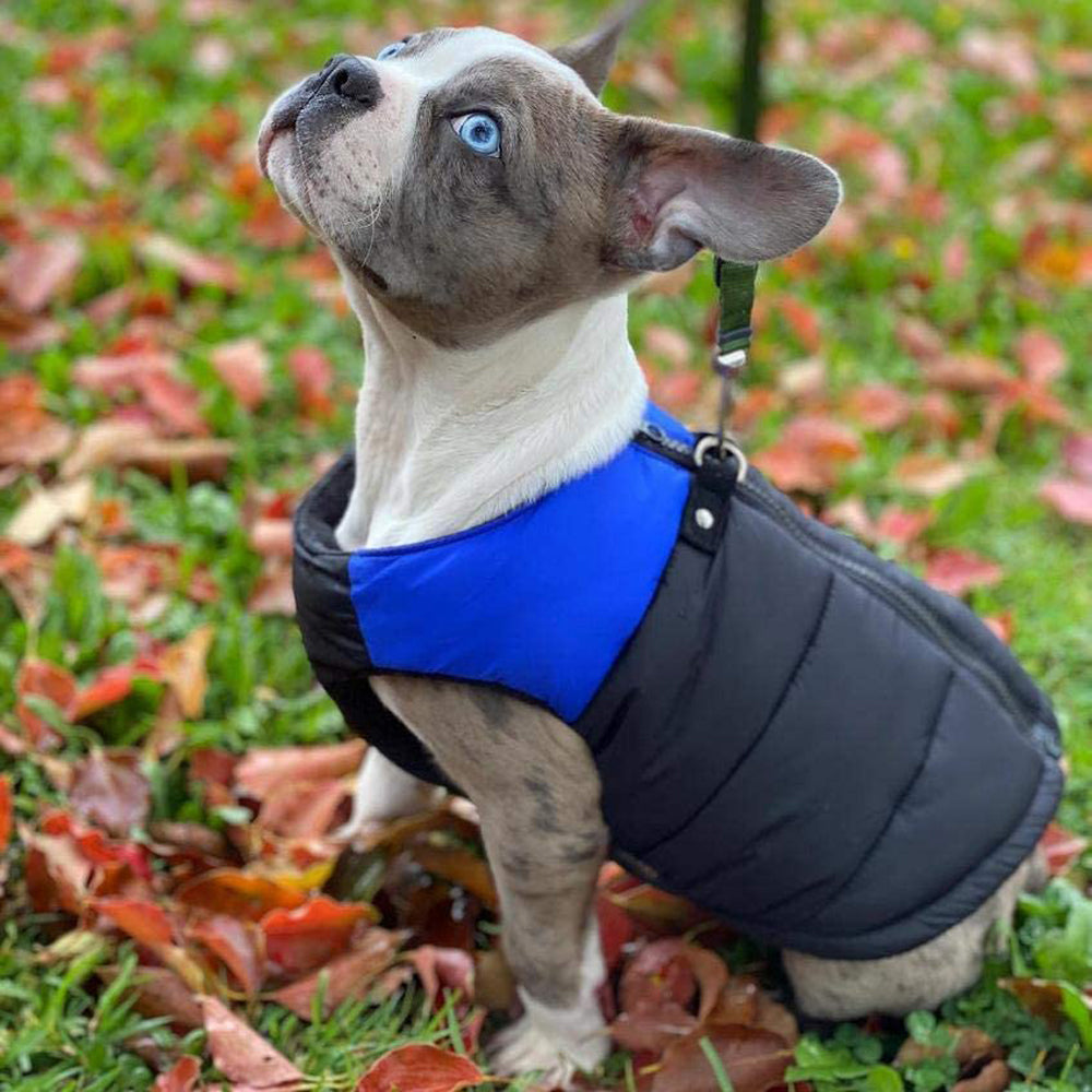 Gooby Padded Vest Dog Jacket - Blue， Large - Warm Zip Up Dog Vest Fleece Jacket with Dual D Ring Leash Water Resistant Small Dog Sweater