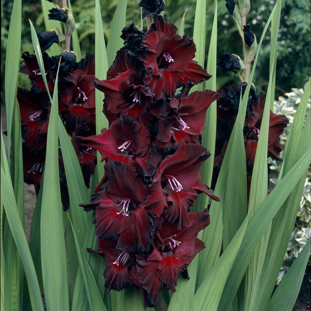 Van Zyverden Gladiolus Large Flowering Black Beauty Set of 12 Bulbs Multi-Color Part Sun