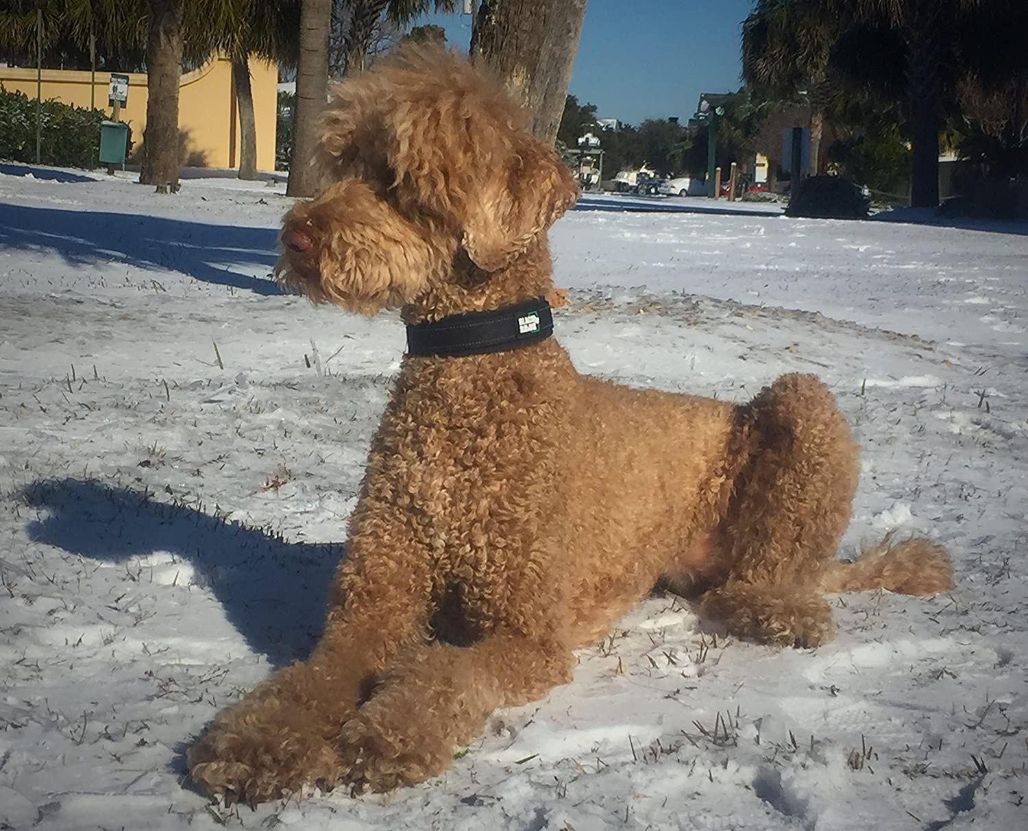 Black Rhino - The Comfort Collar Ultra Soft Neoprene Padded Dog Collar for All Breeds - Heavy Duty Adjustable Reflective Weatherproof (Large， Black)