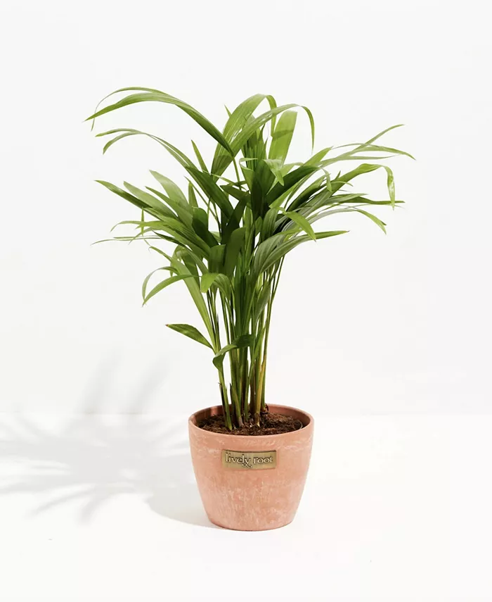 Lively Root Areca Butterfly Palm Live Plant， 6