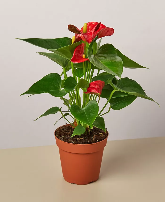 House Plant Shop Red Anthurium Live Plant， 4