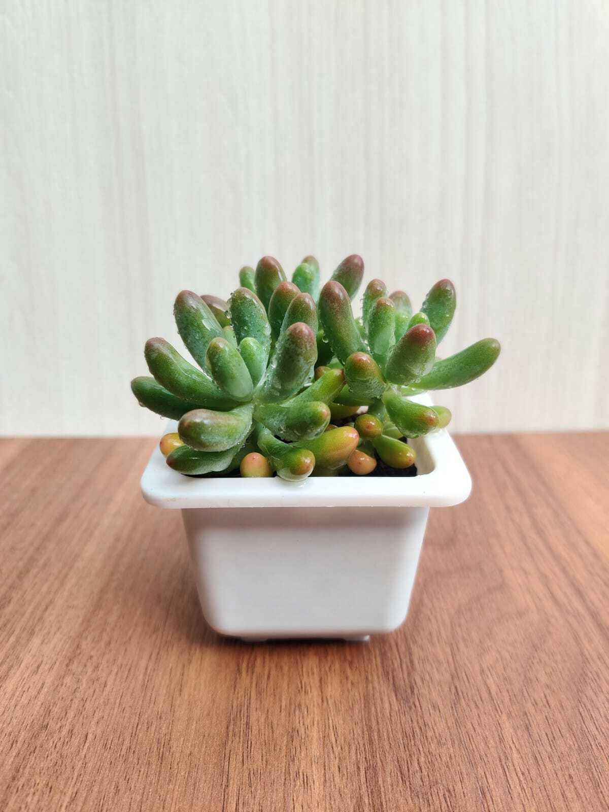 Sedum Pachyphyllum Succulent Plant