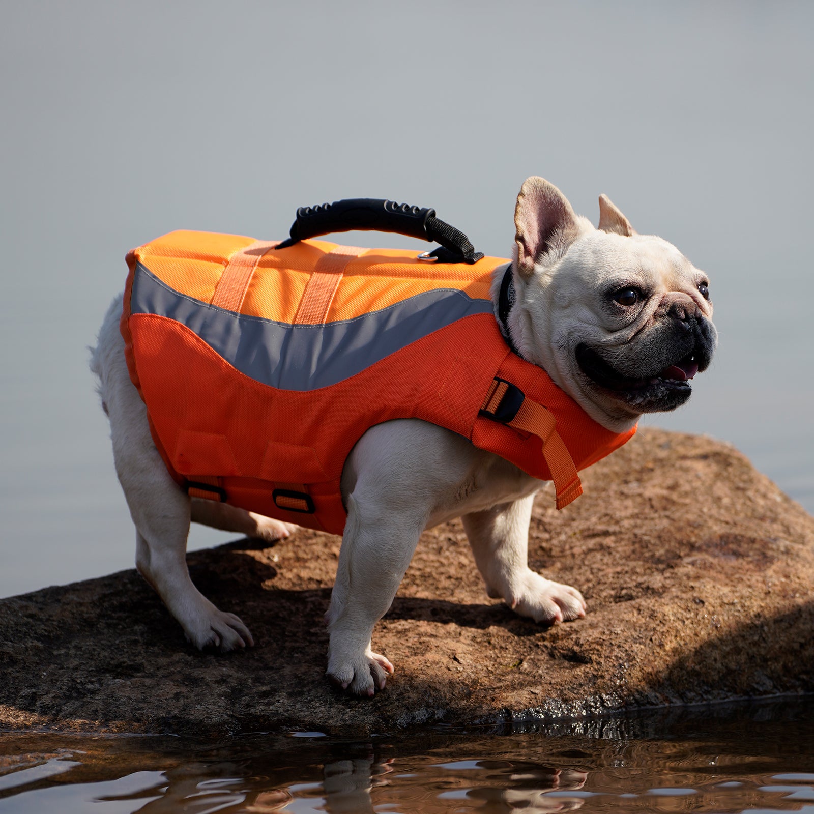 ZARYIEEO Dog Life Jacket Pet Life Vest for Swimming Pool Float Coat Swimsuits Flotation Device Life Preserver Belt Lifesaver Flotation Suit for Small Medium Large Dogs