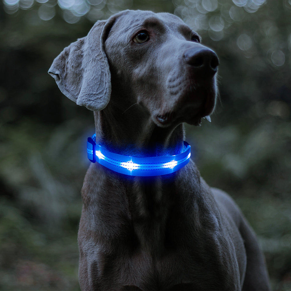 Bseen LED Dog Collar - Light up Dog Collar USB Rechargeable for Night Dog Walking(Blue， Large)