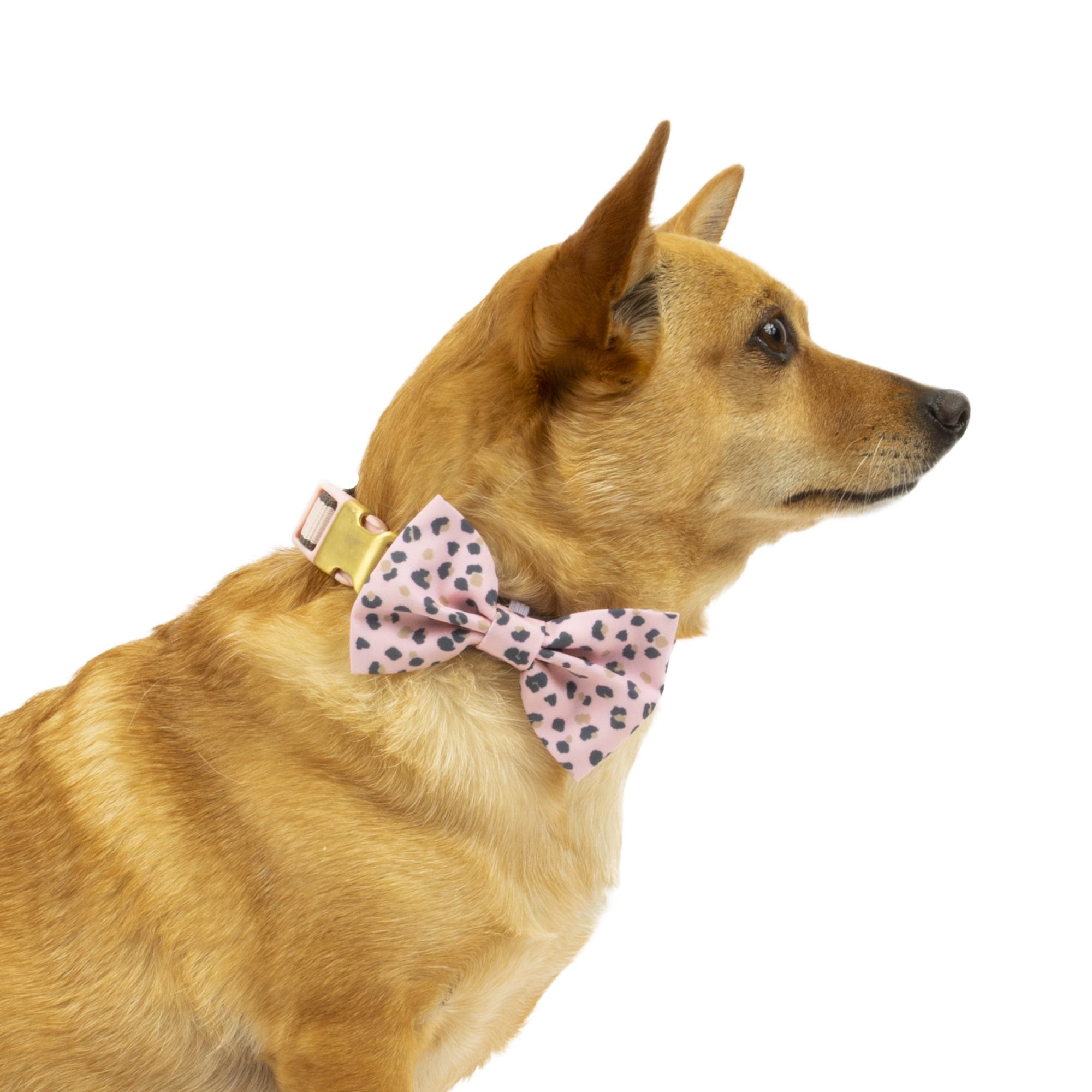 Vibrant Life Pink Collar Bow Tie Slider Set for Dogs， Size XSmall