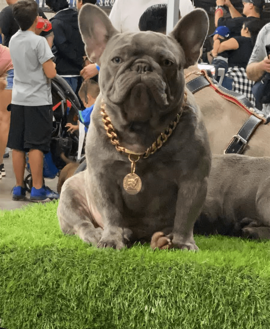 W/W Lifetime Gold Collar Cuban Chain for Small Medium Large American Pitbull French Bulldog Dogs