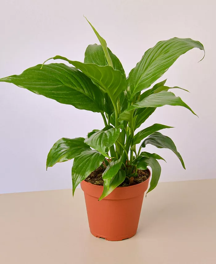 House Plant Shop Spathiphyllum 'Peace Lily' Live Plant， 4