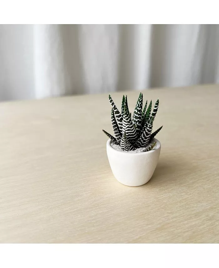 Tierra Sol Studio Felix Mini Succulent Kit