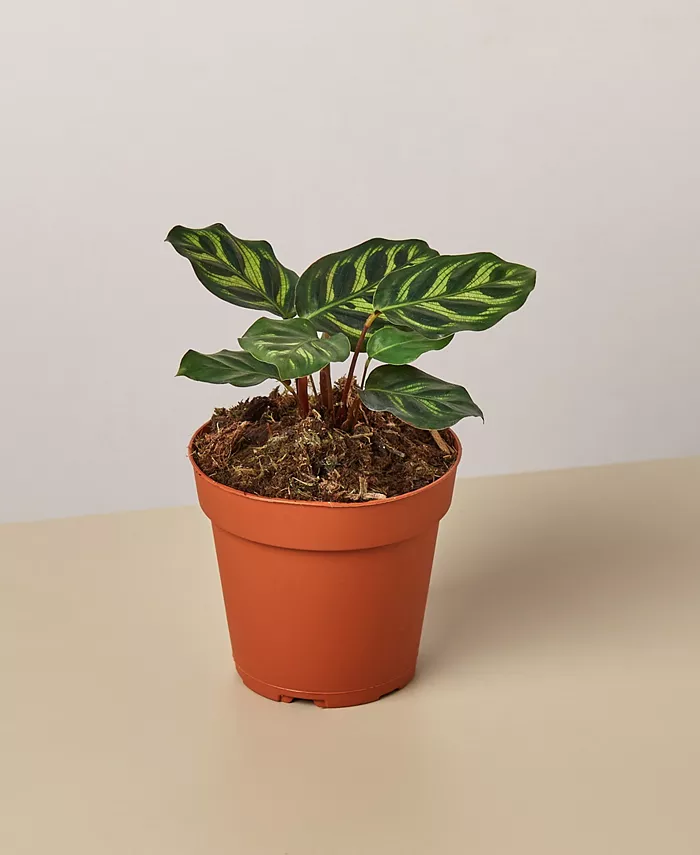House Plant Shop Calathea 'Makoyana' Live Plant， 4