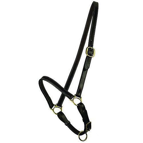 Gatsby Grooming Halter Horse Havana