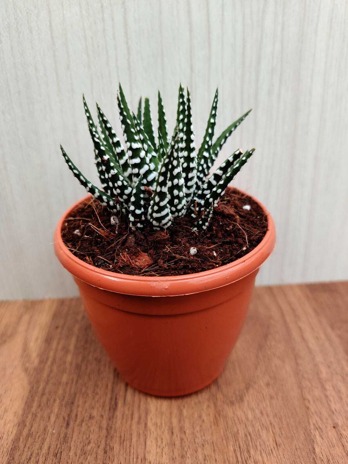 Haworthia  Coarctata Tropica Succulent